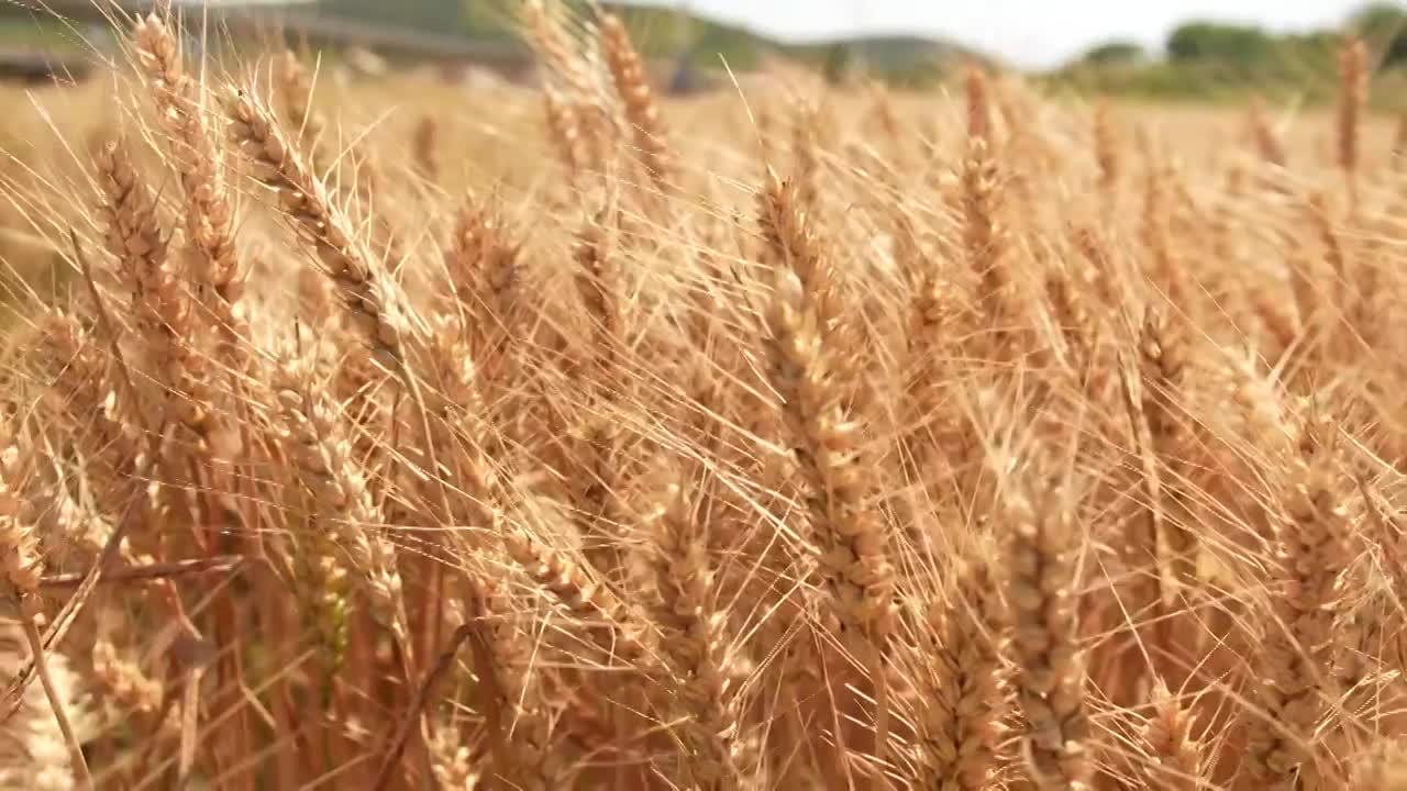 金色麦地小妹丰收麦田麦地合集视频素材