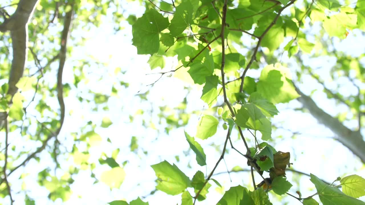 夏天夏日炎炎大暑天气夏天空镜合集视频素材