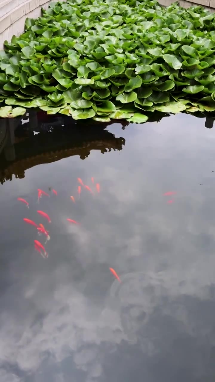 山东济南大明湖夏天荷花随风飘动视频素材