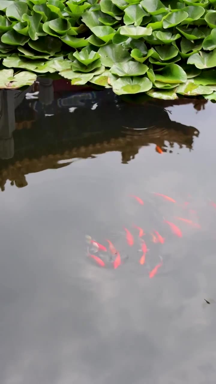 山东济南大明湖夏天荷花随风飘动视频素材