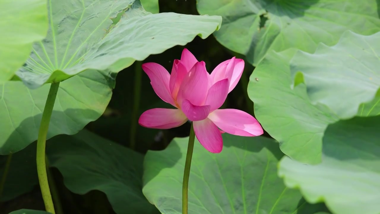 山东济南大明湖夏天荷花随风飘动视频素材