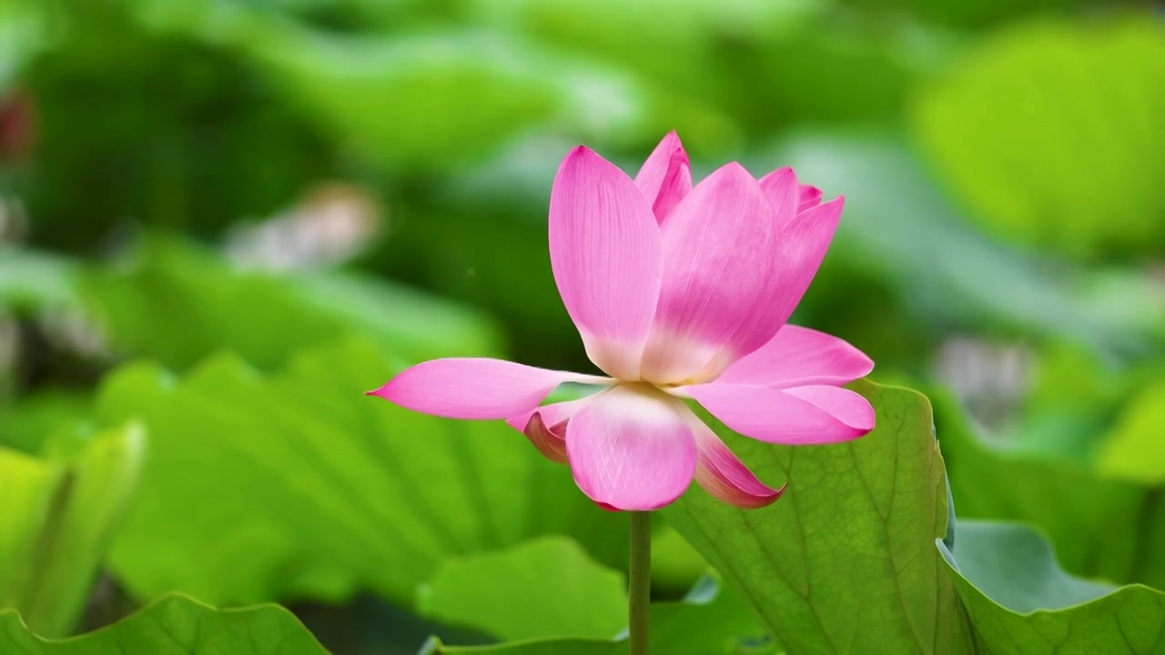 山东济南大明湖夏天荷花随风飘动视频素材