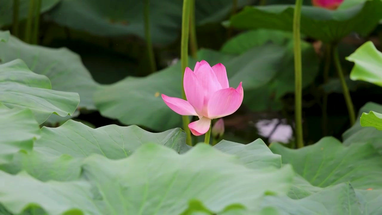 山东济南大明湖夏天荷花随风飘动视频素材