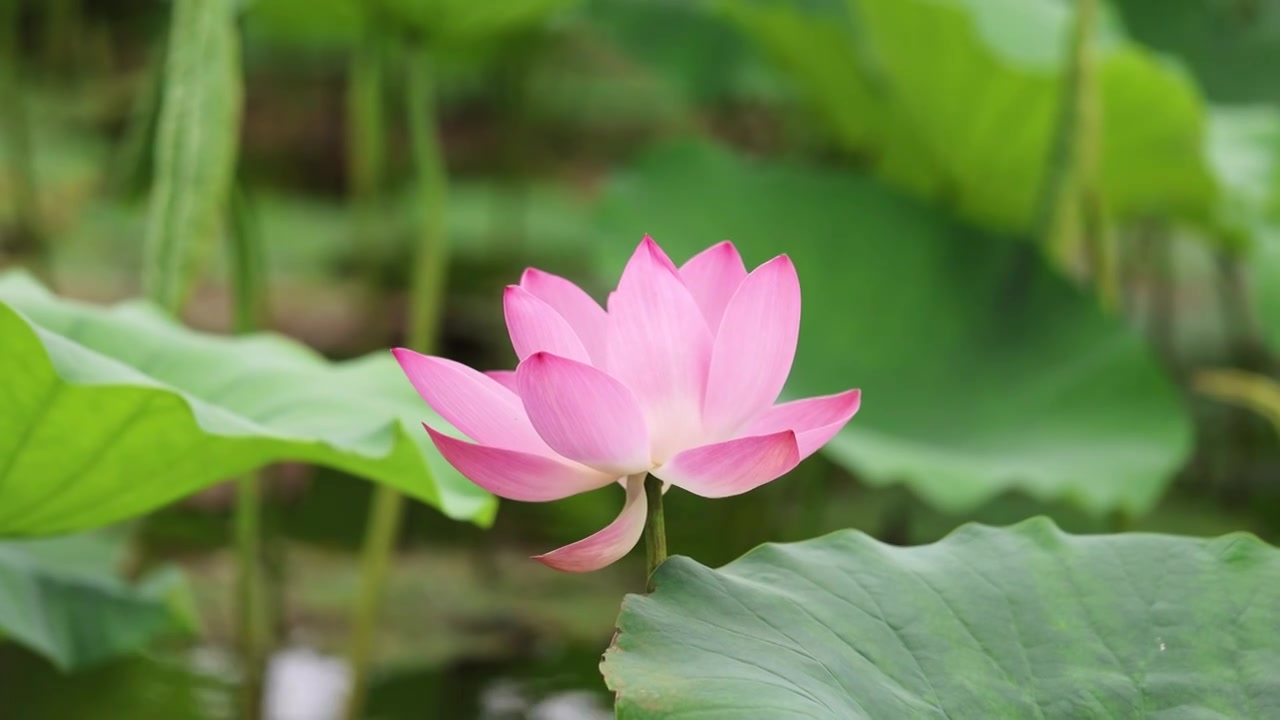 山东济南大明湖夏天荷花随风飘动视频素材