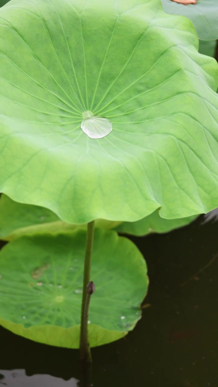 山东济南大明湖夏天荷花随风飘动视频素材