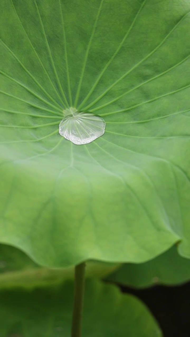 山东济南大明湖夏天荷花随风飘动视频素材