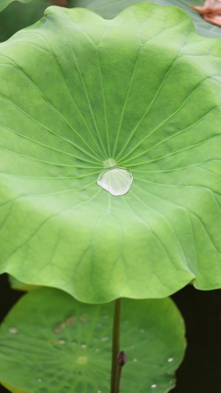 山东济南大明湖夏天荷花随风飘动视频素材