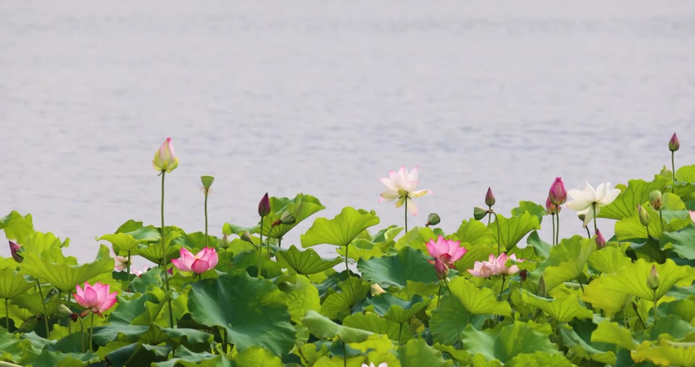 夏天荷花盛开视频素材