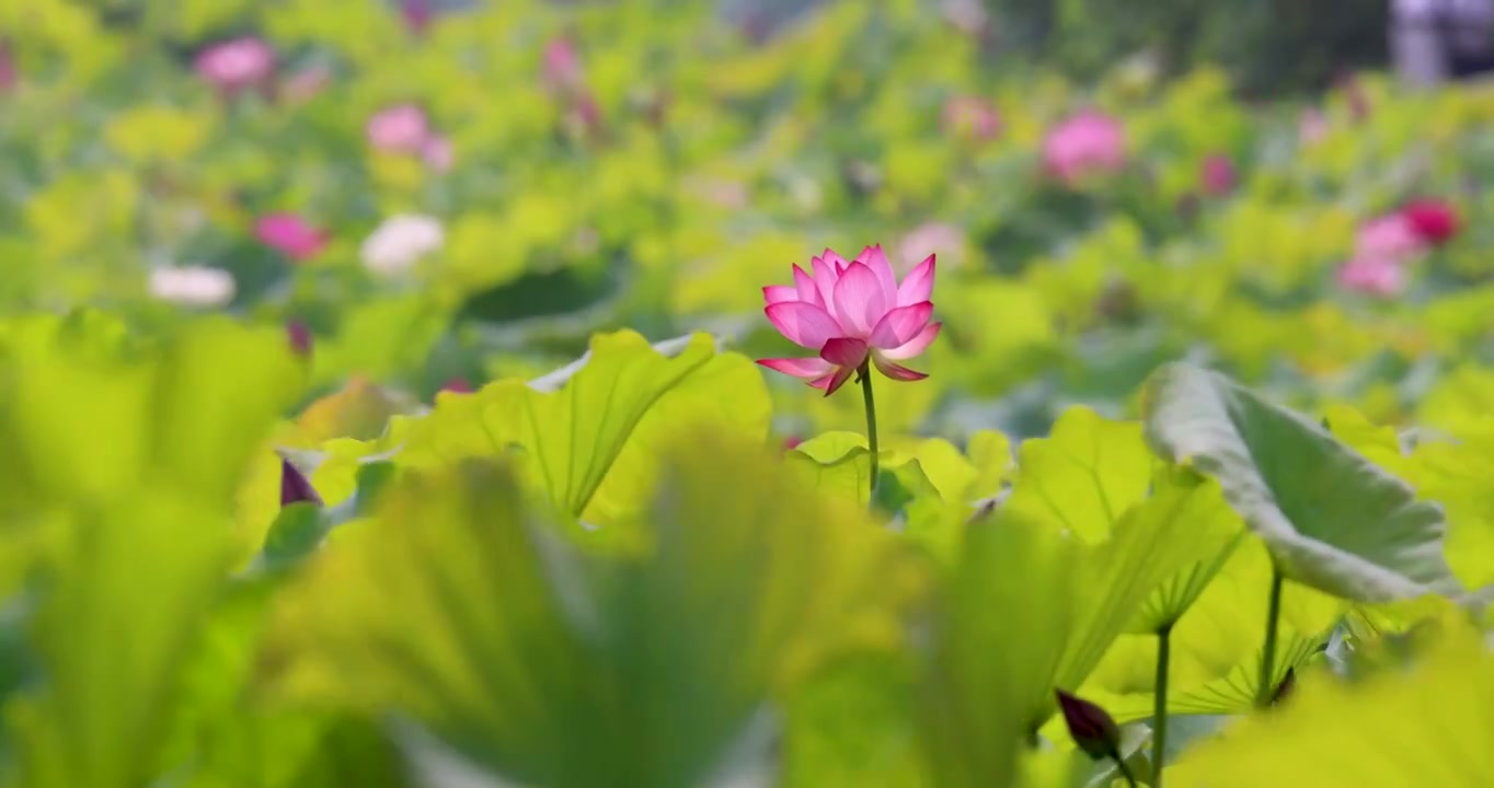 夏天荷花盛开视频素材