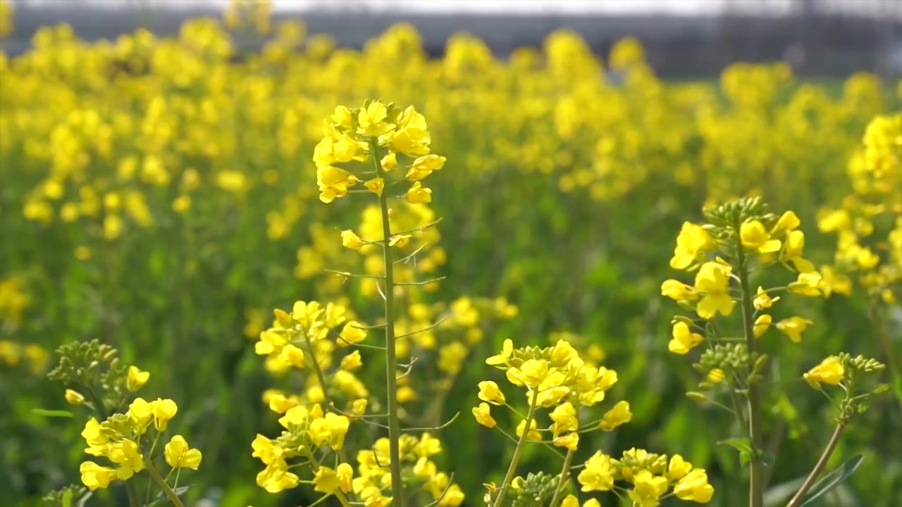 4K拍摄油菜花花海素材视频素材