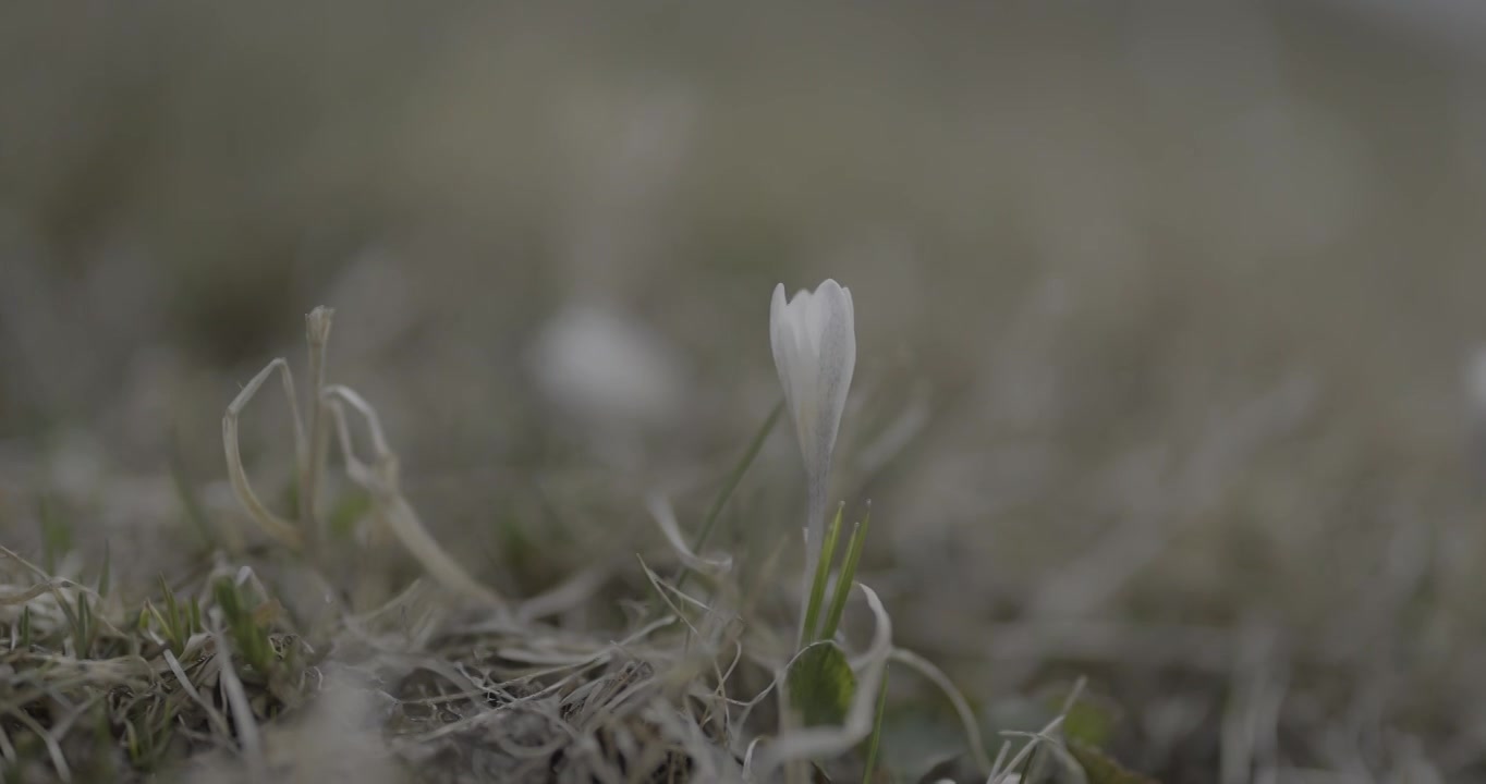 顶冰花盛开视频下载