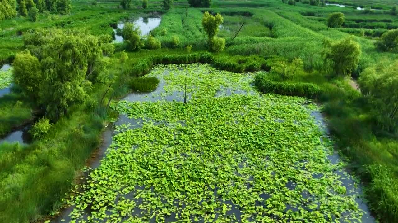 威宁县草海县城风光威宁草海荞花盛开彩虹丁达尔光视频素材