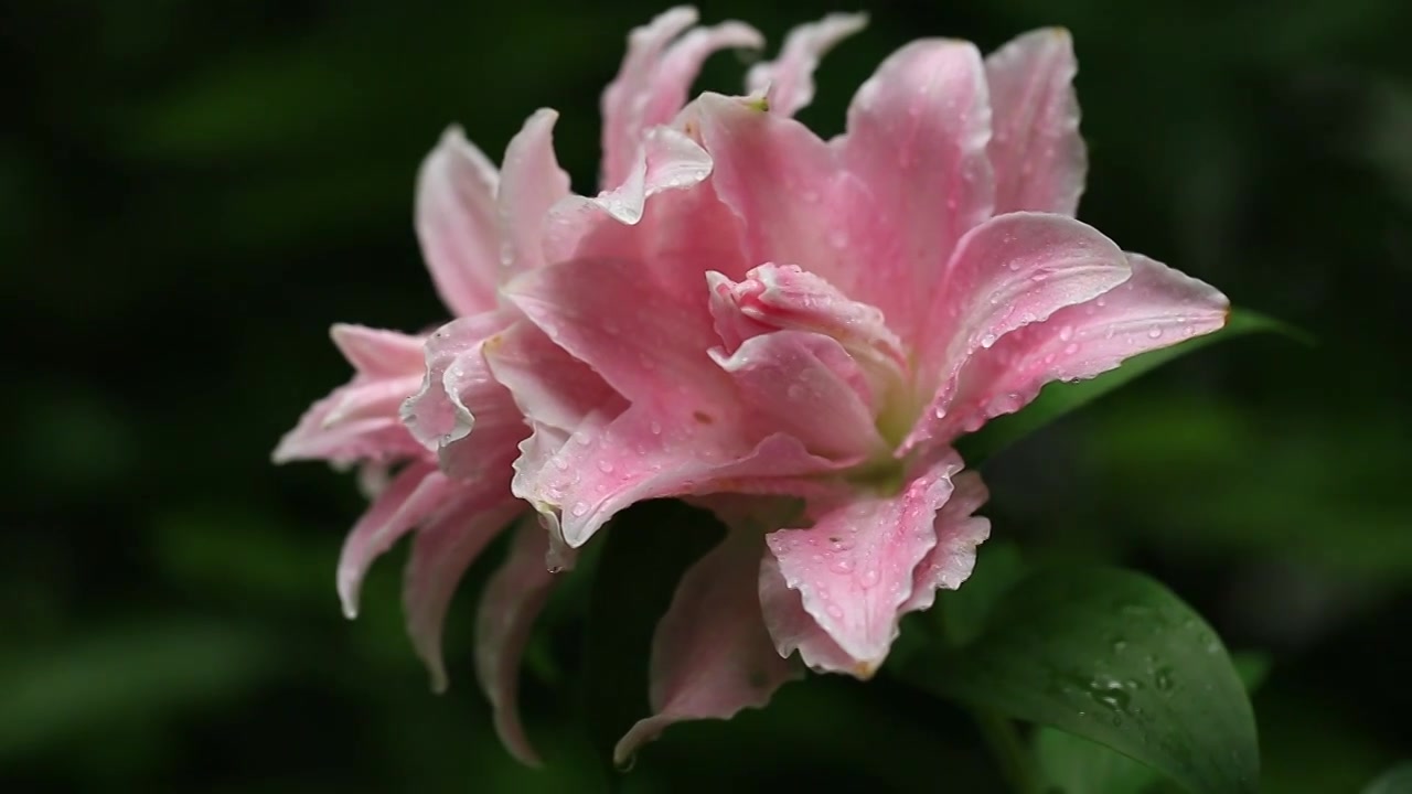 微风小雨中的粉色百合花视频下载