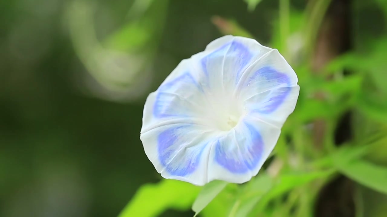 蓝色朝颜花（牵牛花）视频下载