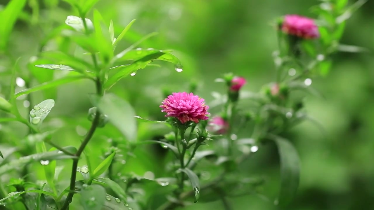 雨中的紫苑花视频下载