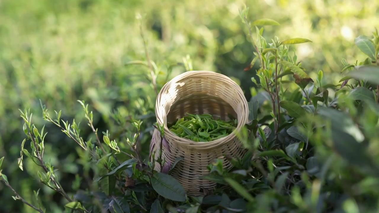 阳光下采摘好放入竹篓的茶叶视频素材