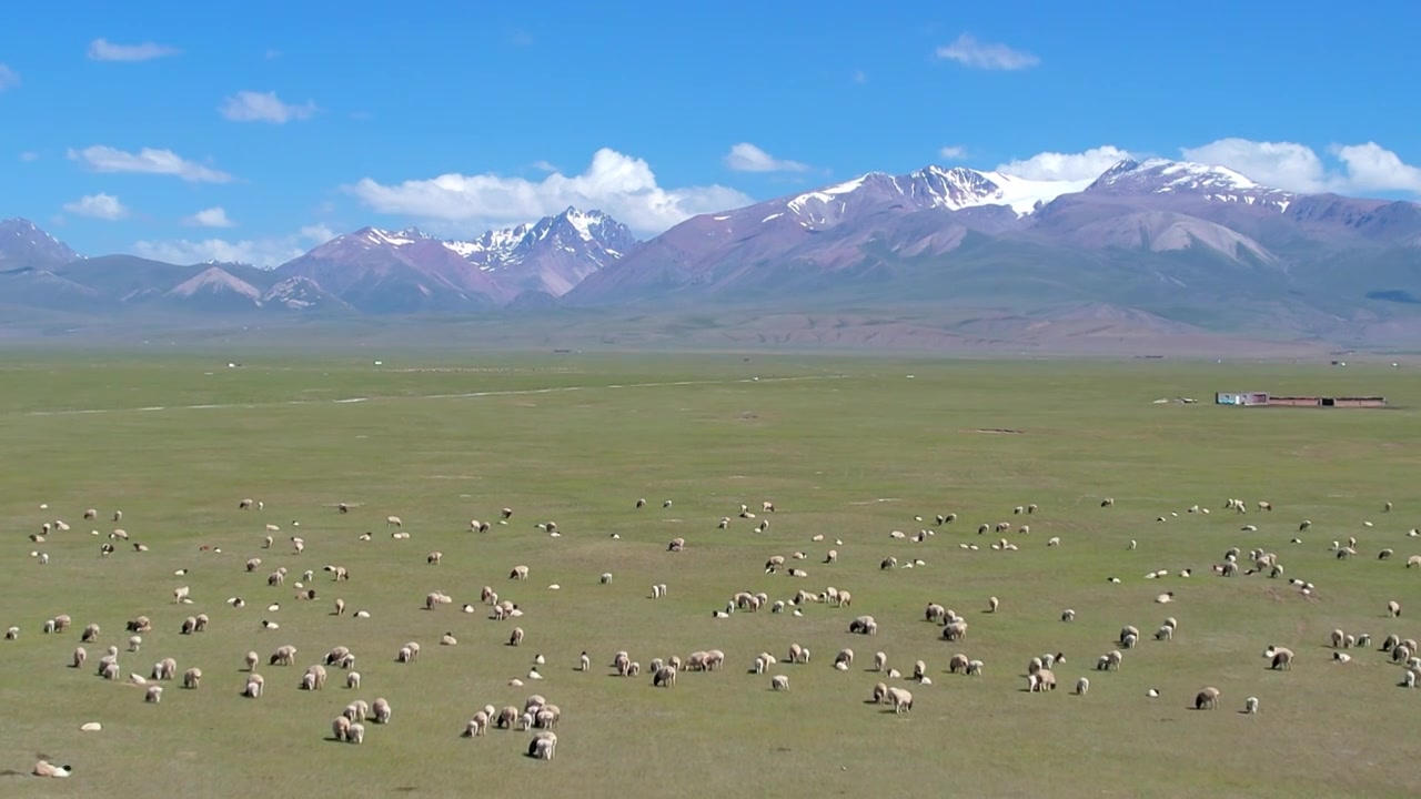 中国新疆伊犁独库公路巴音布鲁克草原雪山羊群航拍夏季风光视频素材