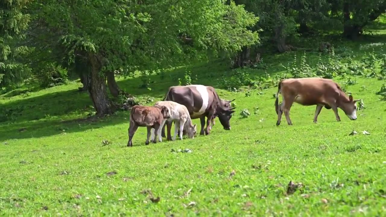 中国新疆伊犁那拉提草原山坡上吃草的牛群视频素材