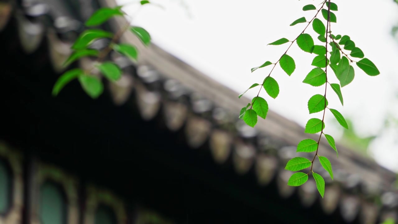 梅雨季节的苏州园林拙政园，雨中园林建筑中式房屋屋檐，一串串水珠滴下视频素材