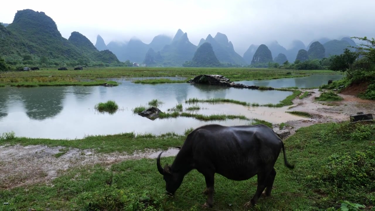 广西桂林山水老汉放牛劳作视频素材