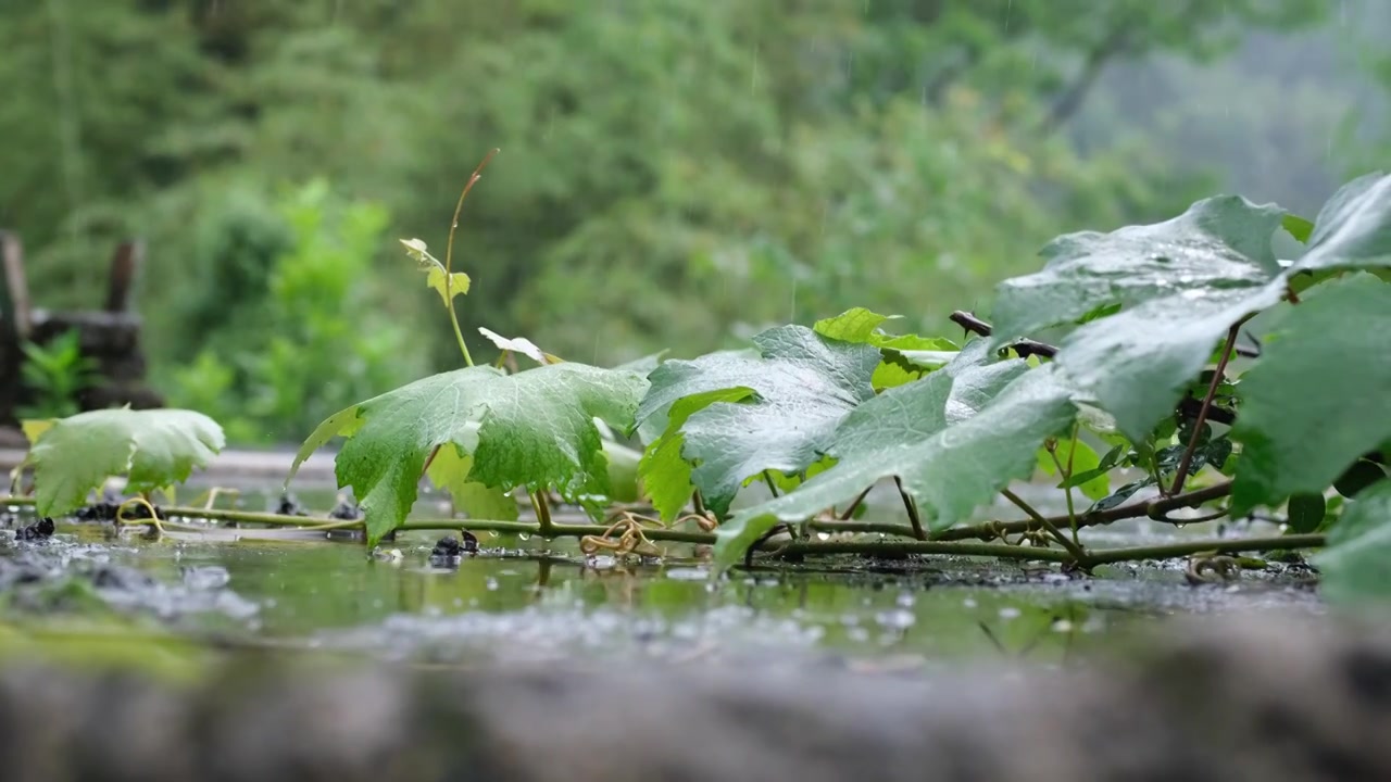 山里农村雨景视频下载