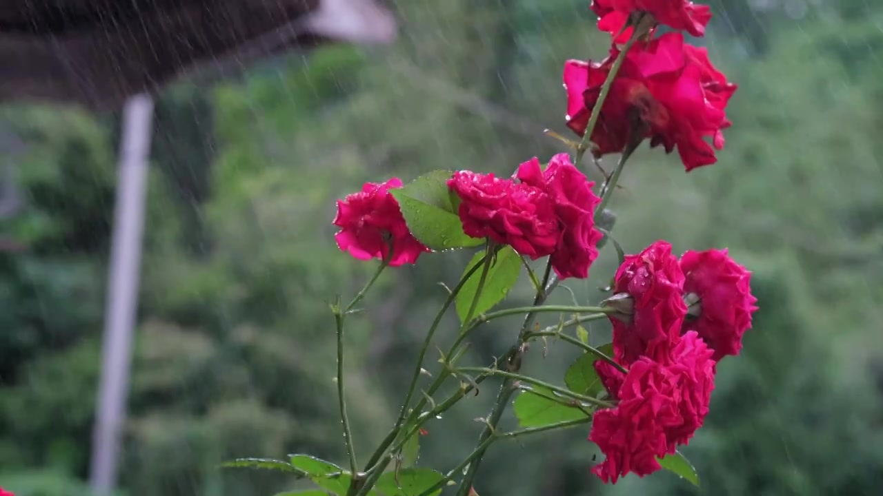 农村雨景视频下载