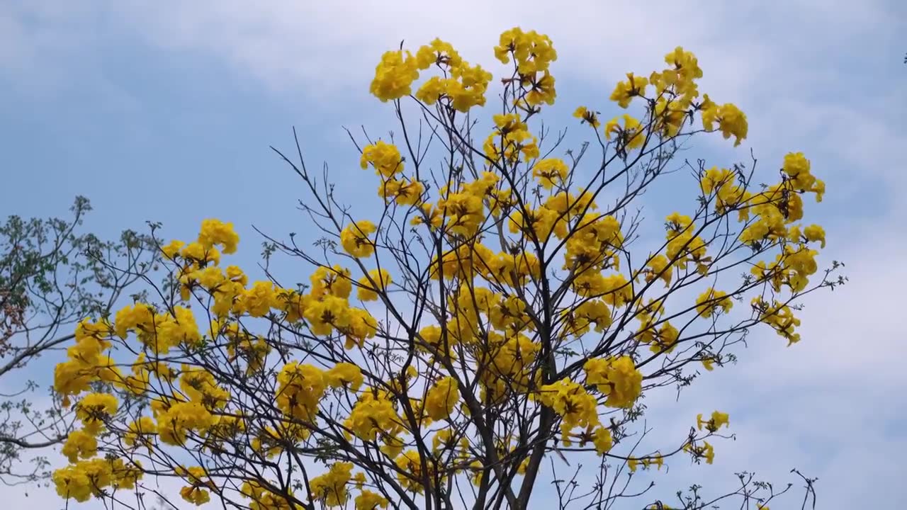 青神竹艺巷风光视频下载