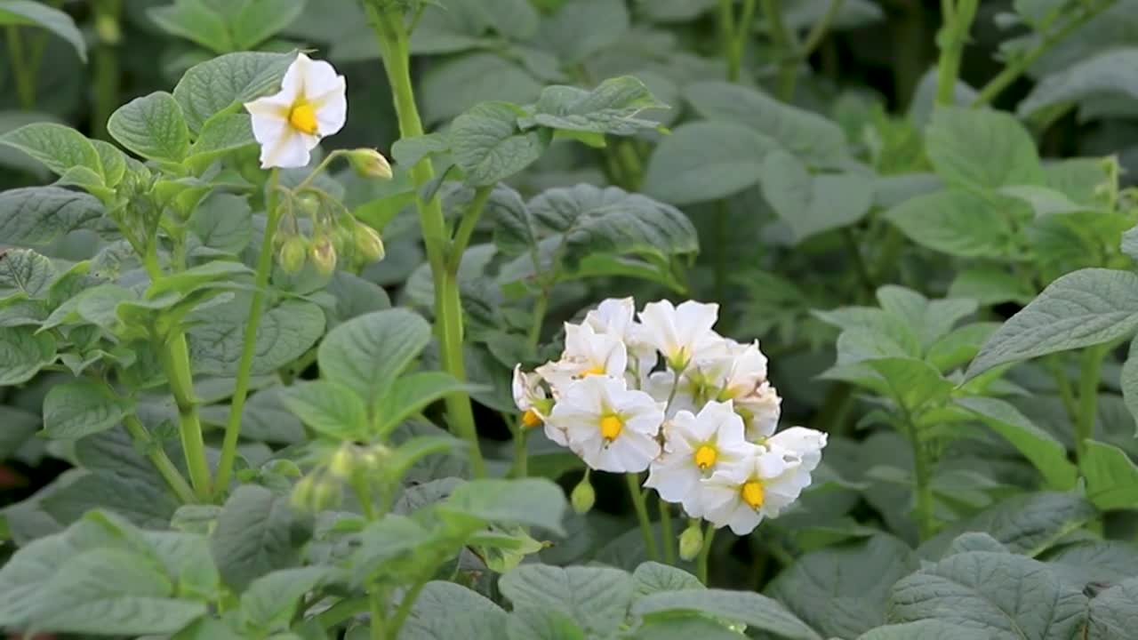 洋芋花马铃薯花土豆花夏天粮食视频素材