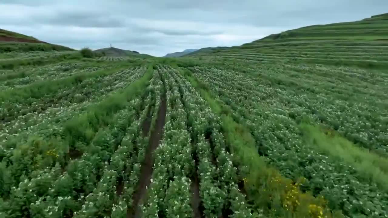 洋芋花马铃薯花土豆花夏天粮食视频素材