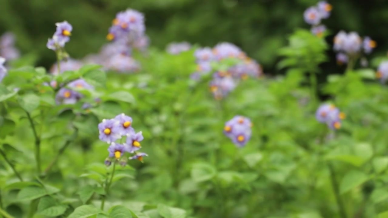 洋芋花马铃薯花土豆花夏天粮食视频素材