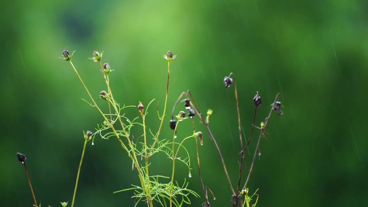 大雨中的小草视频素材