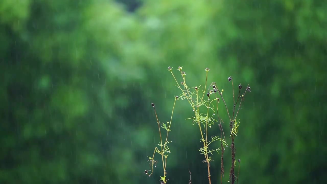 大雨中的小花视频下载