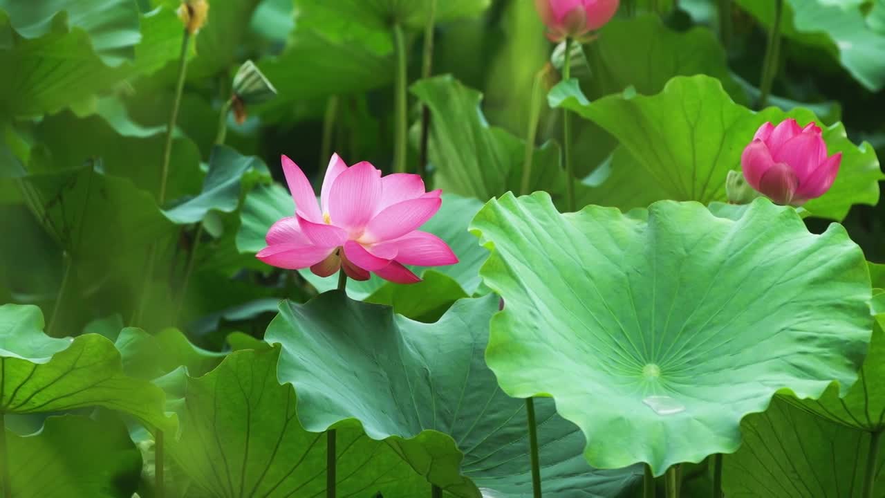 合集夏日池塘里盛开的荷花自然涟漪露水池塘开花莲蓬公园花瓣雨诗视频下载