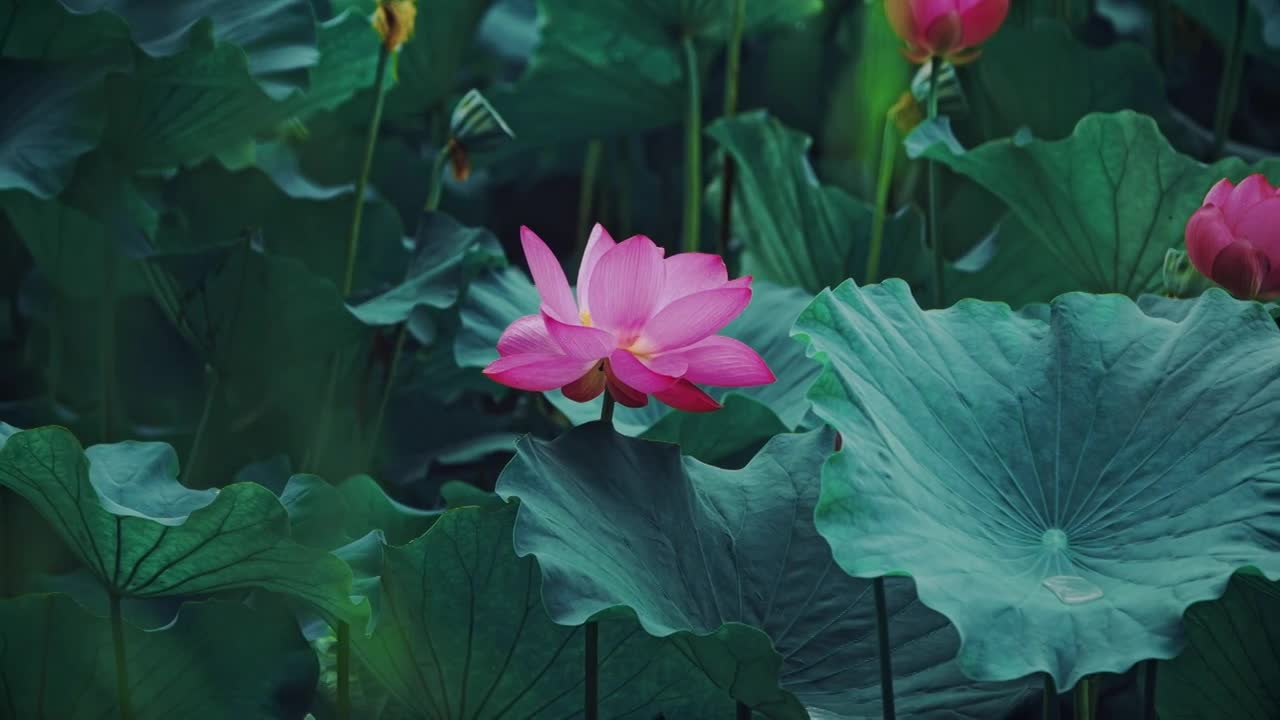 合集夏日池塘里盛开的荷花自然涟漪露水池塘开花莲蓬公园花瓣雨诗视频下载