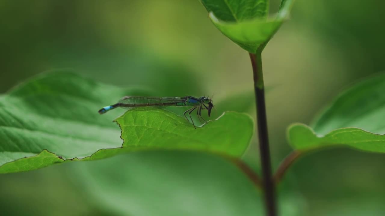 合集炎炎夏日盛开的花夏天立夏自然户外植物潮白河沿岸的树林草丛空旷宁静安静自然美田园风光农场风景农业田视频下载