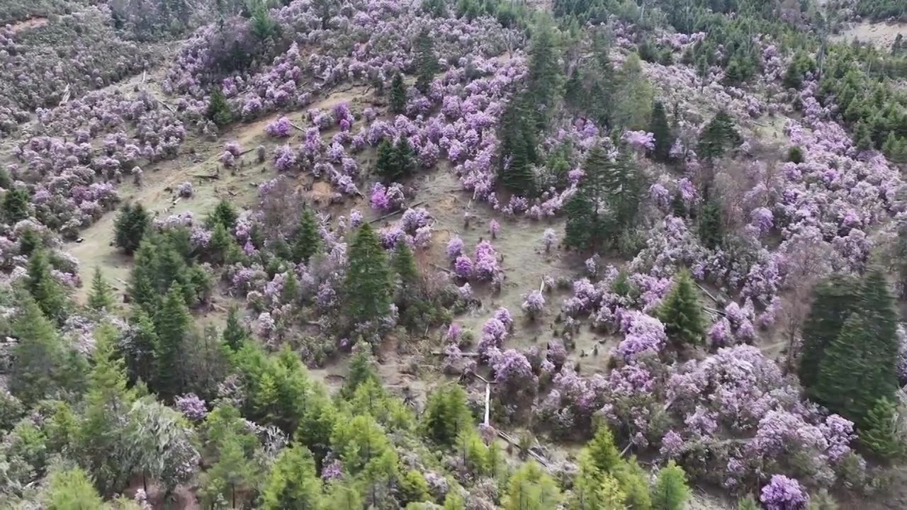 香格里拉的高原杜鹃，开满了上头视频下载