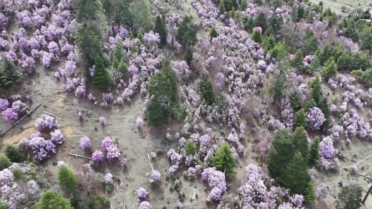 香格里拉的高原杜鹃，开满了上头视频下载