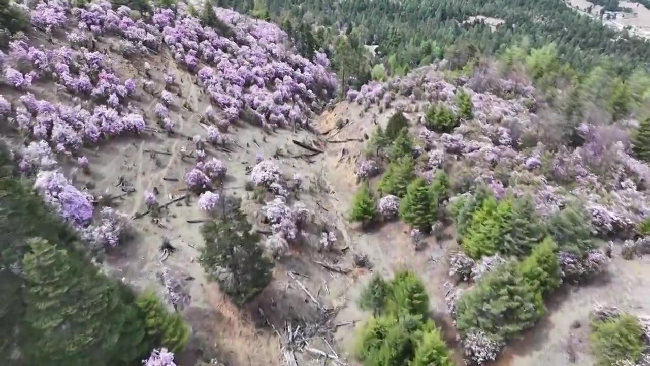 香格里拉的高原杜鹃，开满了上头视频下载