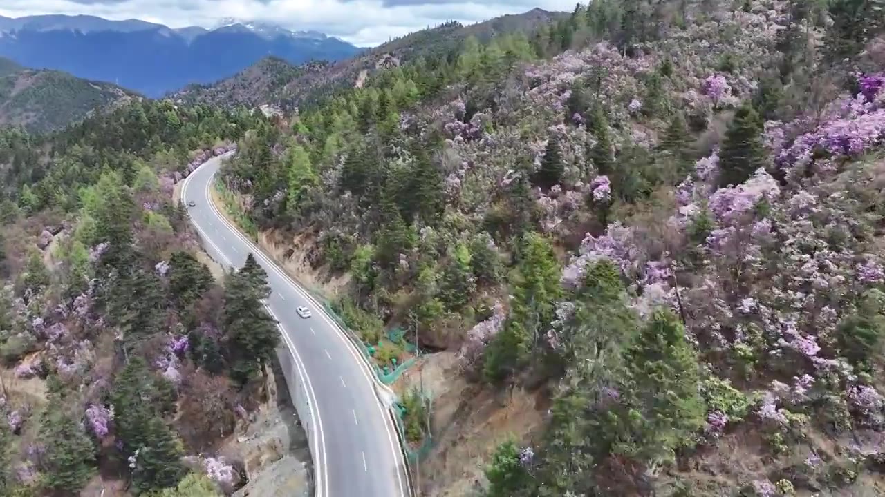 香格里拉的高原杜鹃，开满了上头视频素材