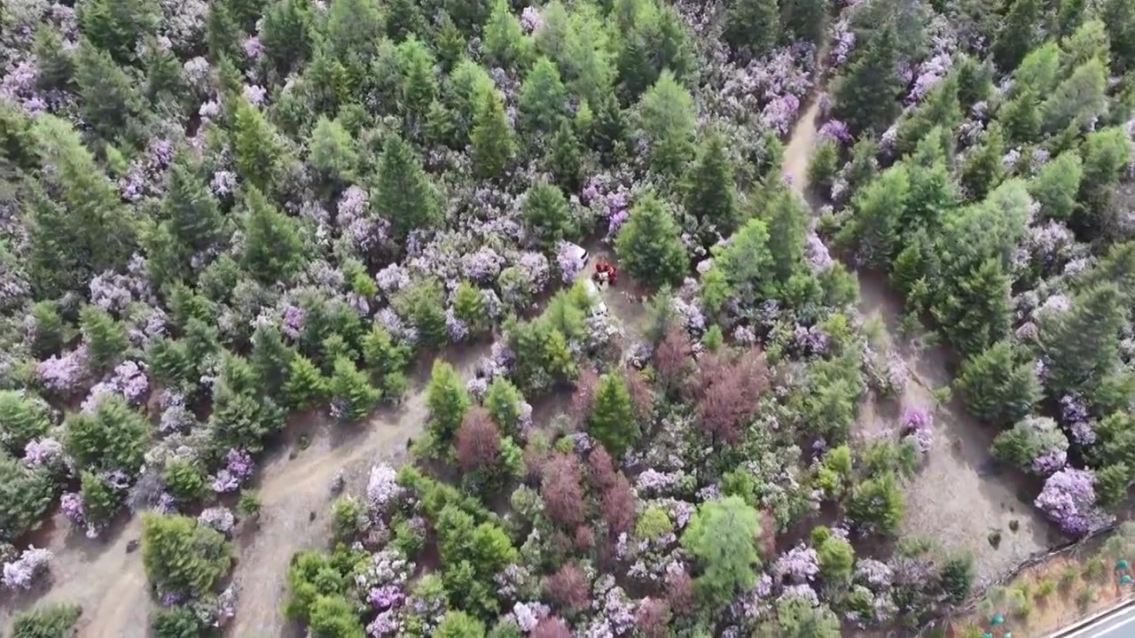 香格里拉的高原杜鹃，开满了上头视频下载