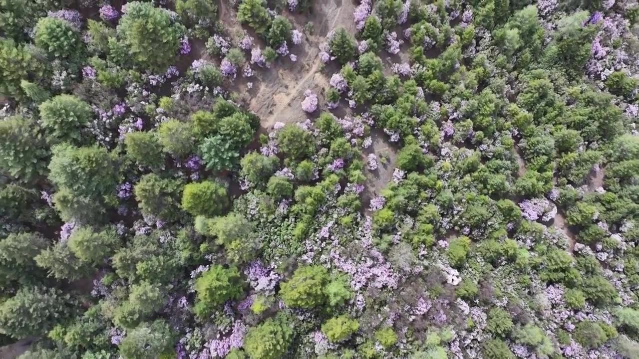 香格里拉的高原杜鹃，开满了上头视频下载