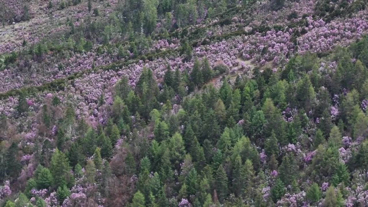 香格里拉的高原杜鹃，开满了上头视频素材