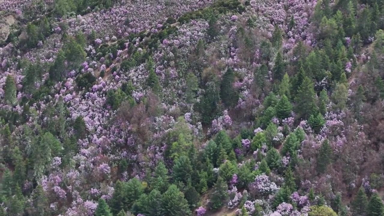 香格里拉的高原杜鹃，开满了上头视频下载