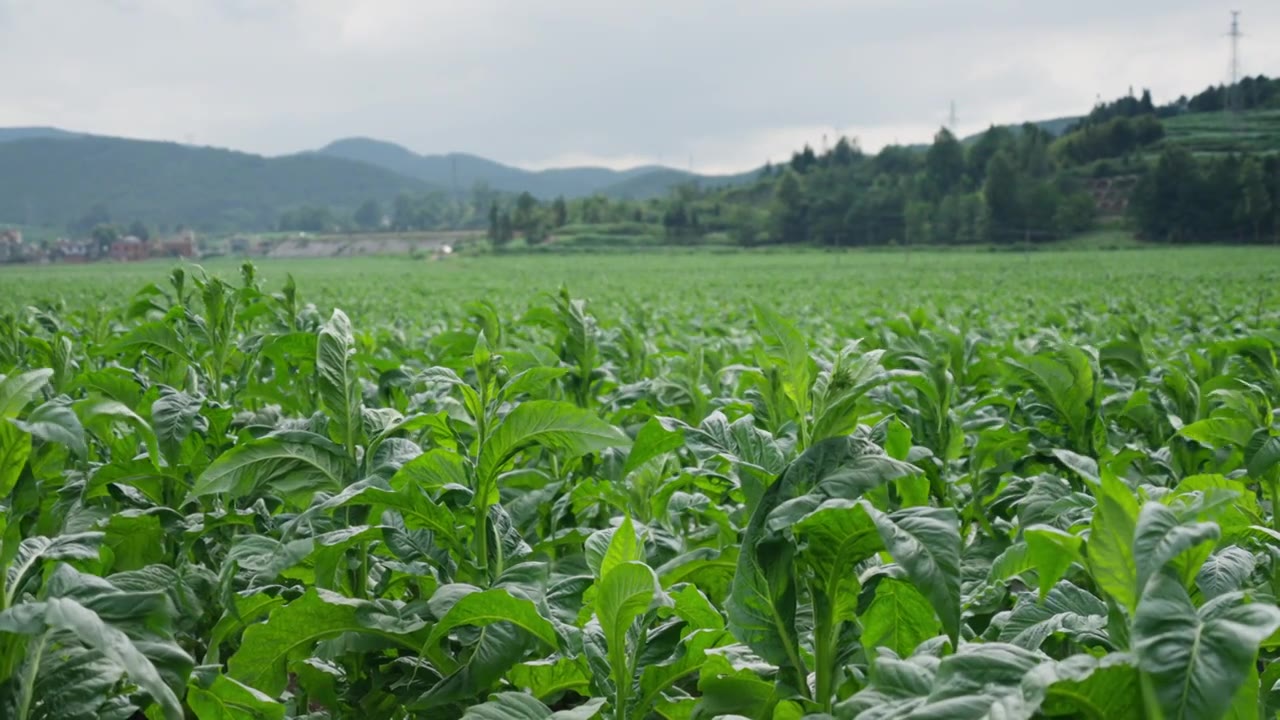 云南曲靖宣威的烟草种植基地视频素材