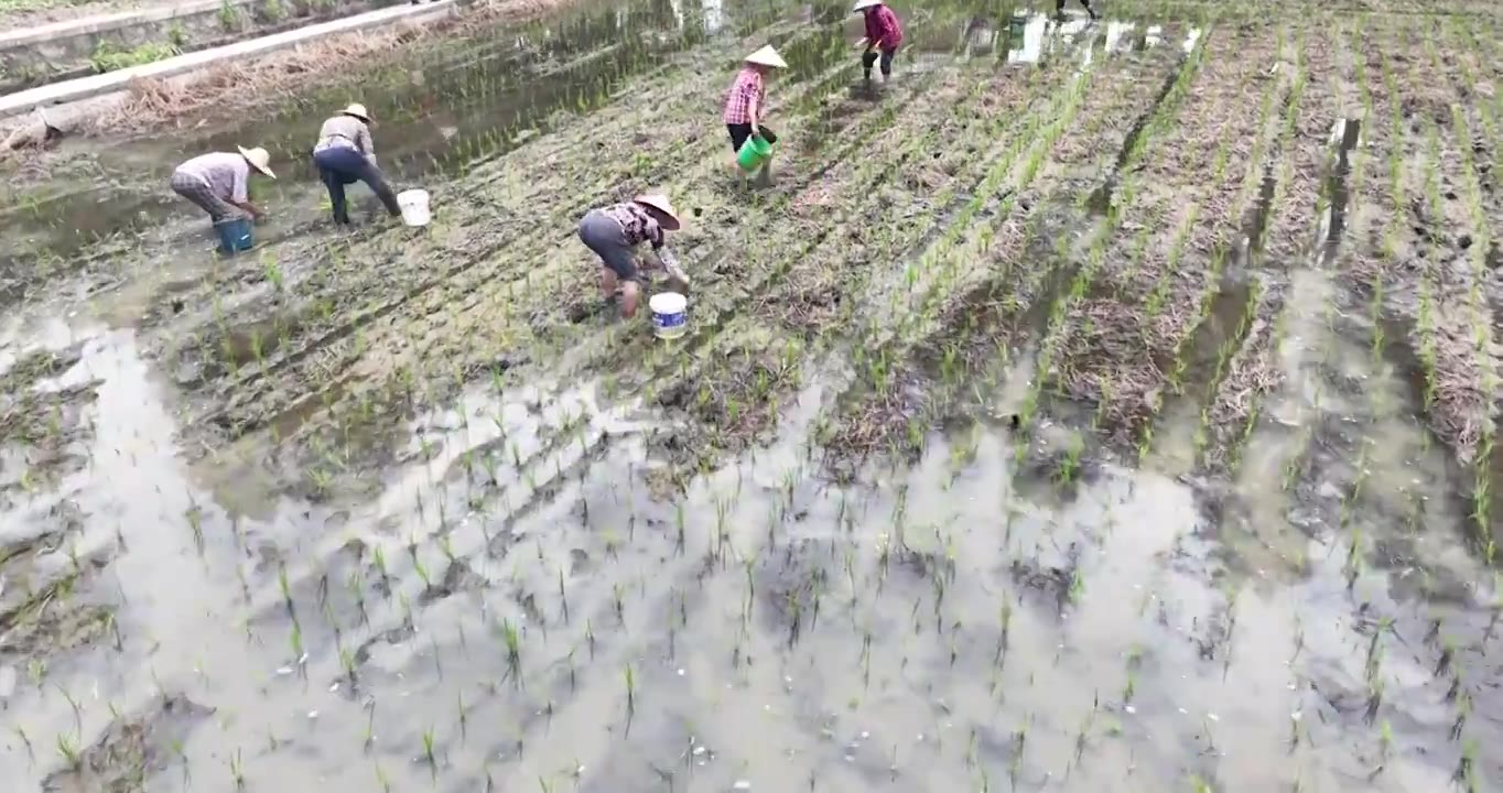 4K航拍水稻田中插秧的农民素材视频下载