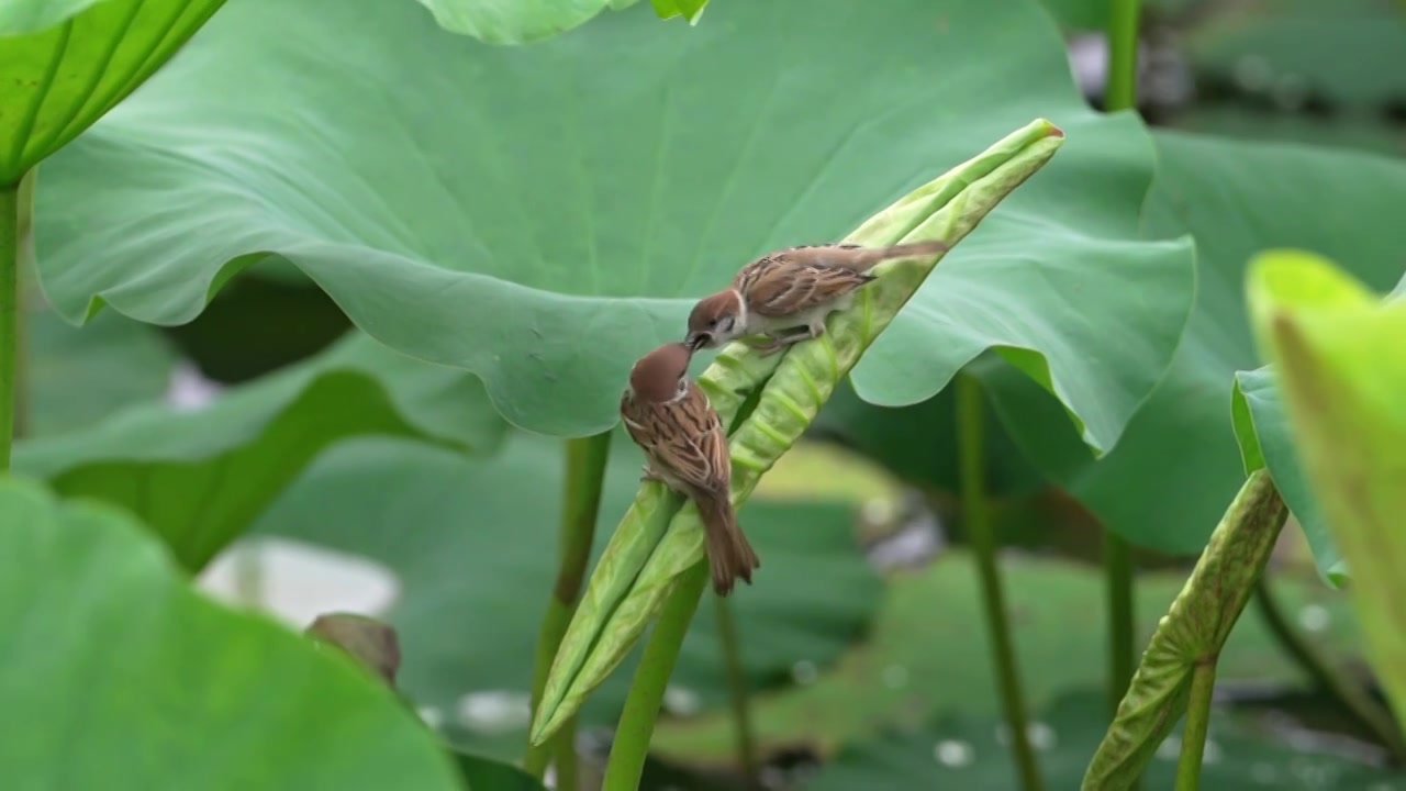 麻雀戏荷视频下载