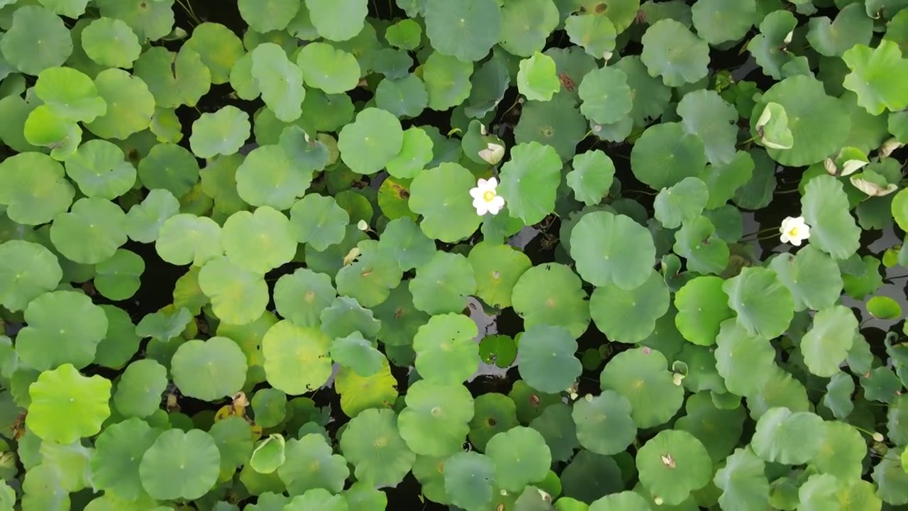 夏天航拍荷花视频下载