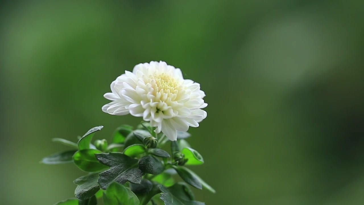 一朵白色小菊花视频下载