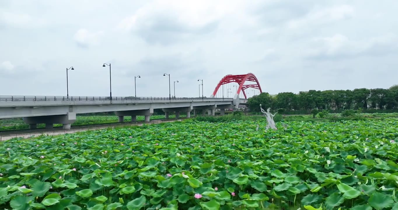 4K航拍大桥下的荷塘荷花素材视频下载