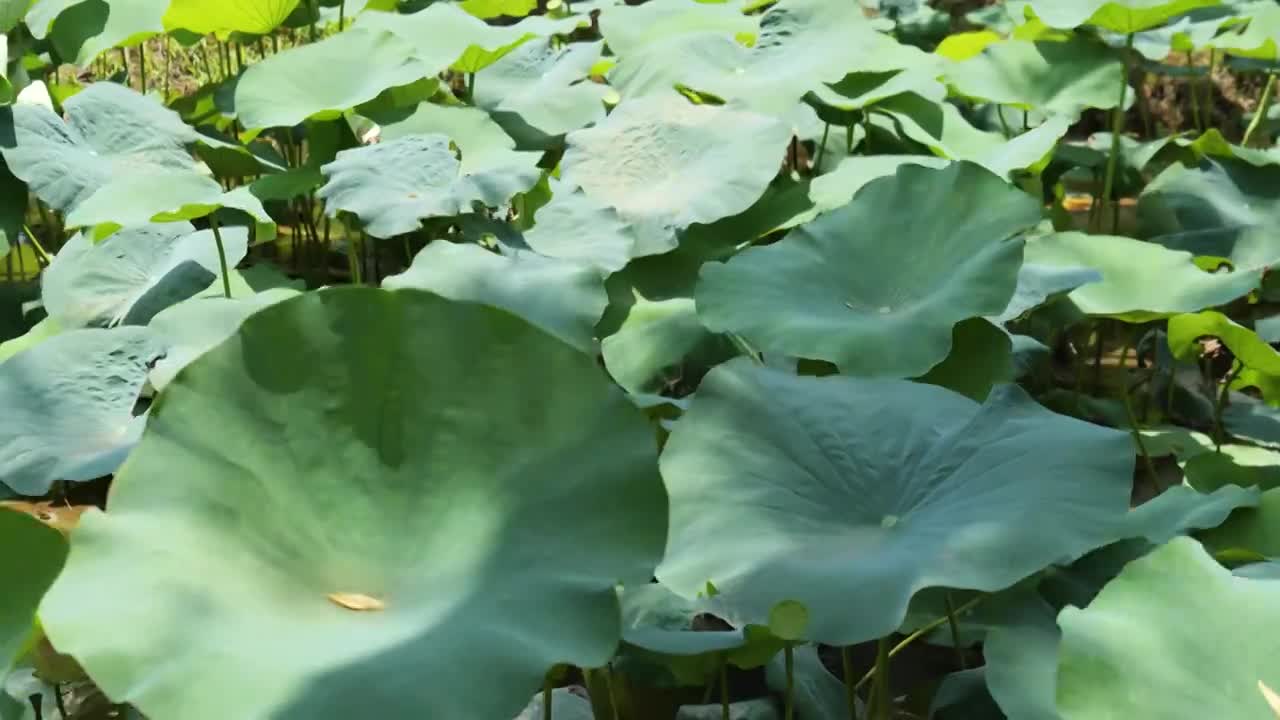 夏天晴朗日光下绿色荷叶中景和全景4K空镜合集视频素材